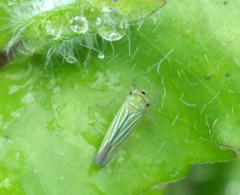 Chlorogonalia