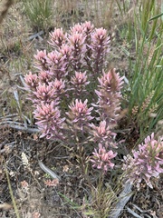 Castilleja angustifolia
