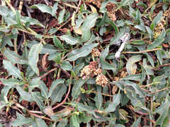 Rumex crassus