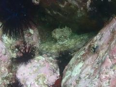 Octopus hubbsorum