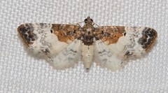 Eupithecia breviculata