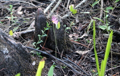 Sabatia dodecandra foliosa