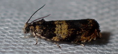Celypha aurofasciana