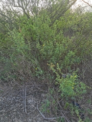 Parkinsonia texana macra