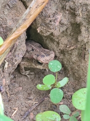 Rhinella
