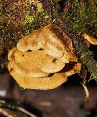 Pseudomerulius curtisii