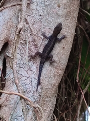 Gonatodes albogularis fuscus