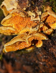 Pseudomerulius curtisii