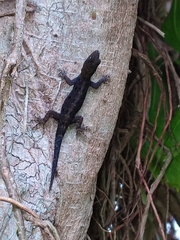 Gonatodes albogularis fuscus
