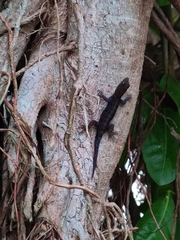 Gonatodes albogularis fuscus