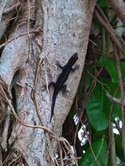 Gonatodes albogularis fuscus