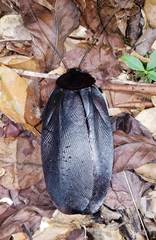 Megaloblatta blaberoides