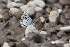 Euphilotes heracleoides