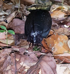 Megaloblatta blaberoides