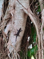 Gonatodes albogularis fuscus
