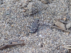 Cicindela oregona oregona