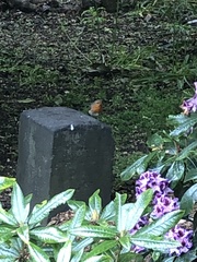 Erithacus rubecula