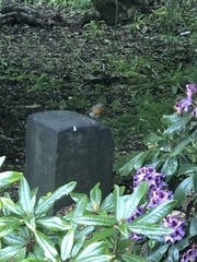 Erithacus rubecula