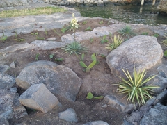 Yucca filamentosa variegata