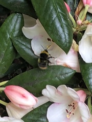 Bombus