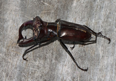 Lucanus elaphus