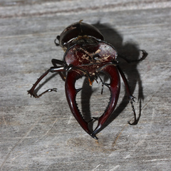 Lucanus elaphus