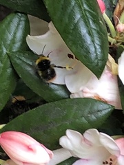 Bombus