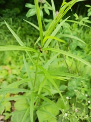 Stropenron hamata