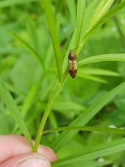 Stropenron hamata