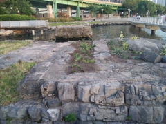 Yucca filamentosa variegata