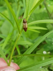 Stropenron hamata