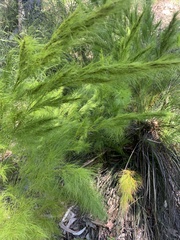 Caustis blakei macrantha