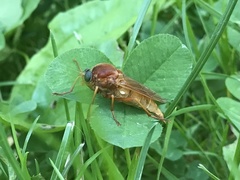 Coenomyia