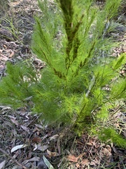 Caustis blakei macrantha