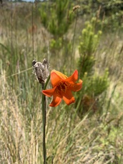 Lilium maritimum