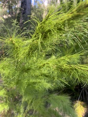 Caustis blakei macrantha