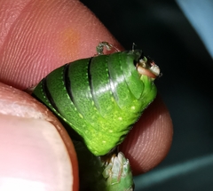 Barbitistes fischeri