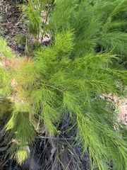 Caustis blakei macrantha
