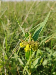 Asclepias meadii