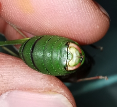 Barbitistes fischeri