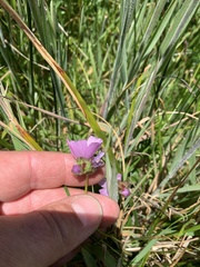 Sidalcea calycosa rhizomata