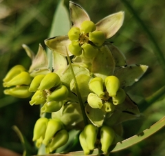 Asclepias meadii