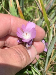 Sidalcea calycosa rhizomata