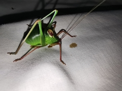 Barbitistes fischeri