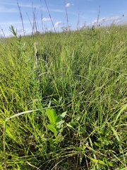 Asclepias meadii
