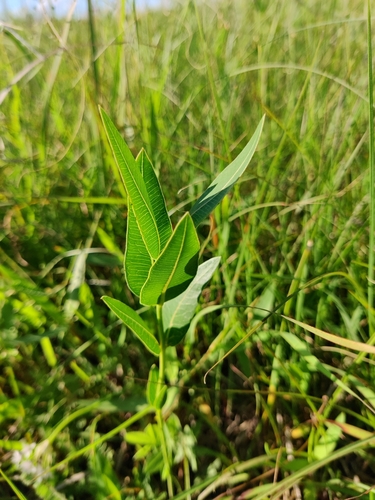 Image of Mead's Milkweed (Asclepias meadii) by (c) Scott Allen Davis, some rights reserved (CC BY)