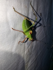 Barbitistes fischeri