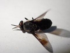 Chrysops ater