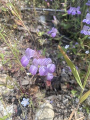 Collinsia concolor