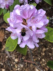 Bombus